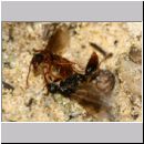Myrmica sp - Ameisenpaarung 01b 8mm - Sandgrube Niedringhaussee.jpg